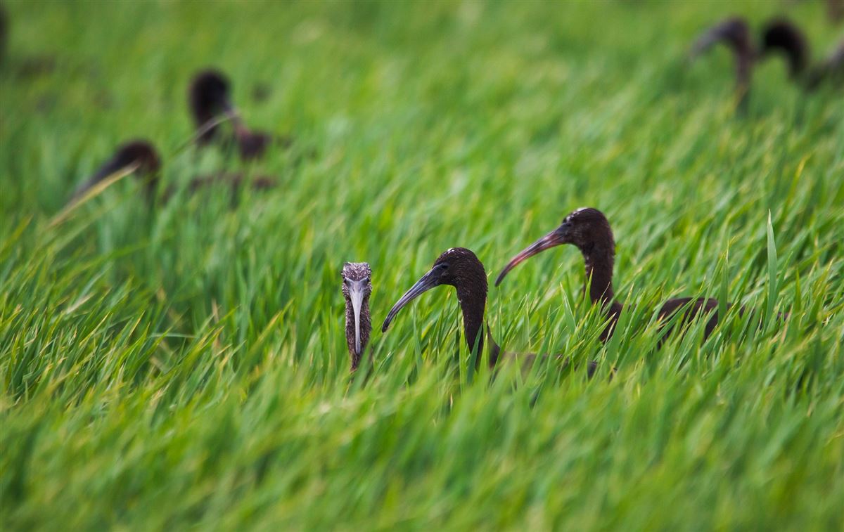 Glossy Ibis