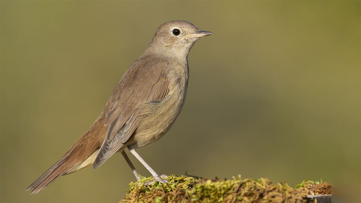 Common Nightingale