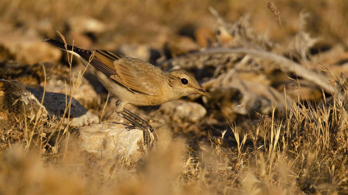 Isabelline Wheatear
