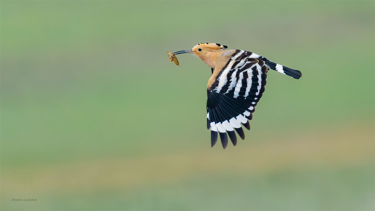 Common Hoopoe