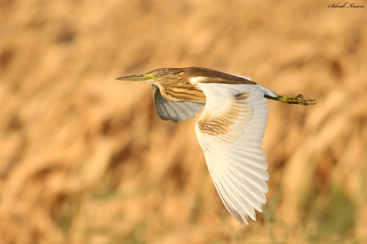 Squacco Heron
