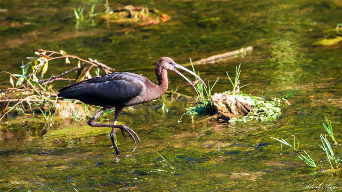 Glossy Ibis