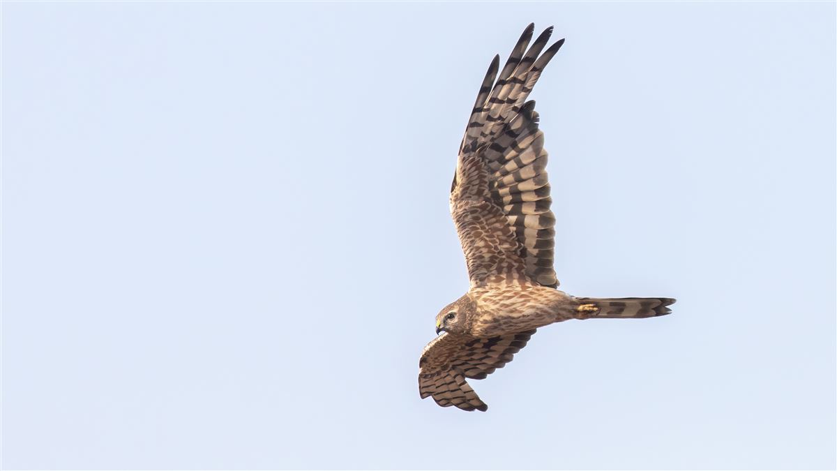 Montagu`s Harrier