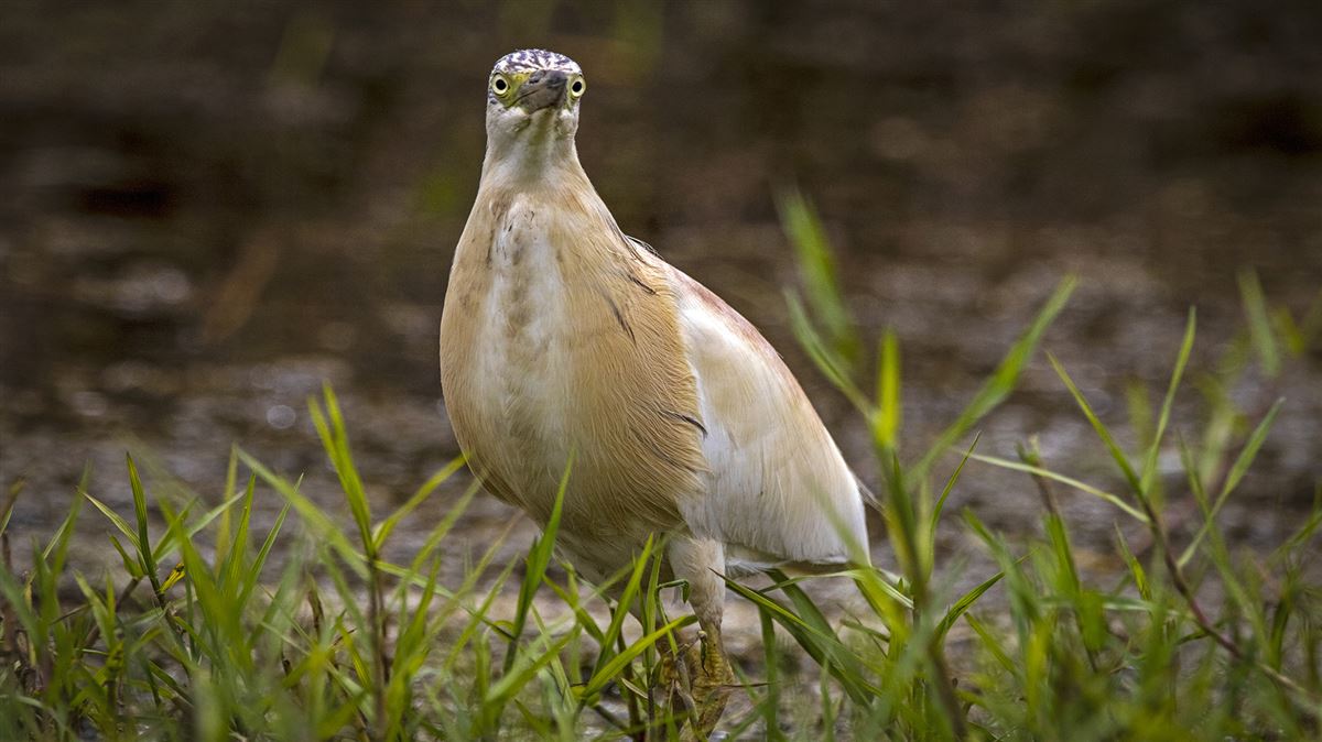Squacco Heron