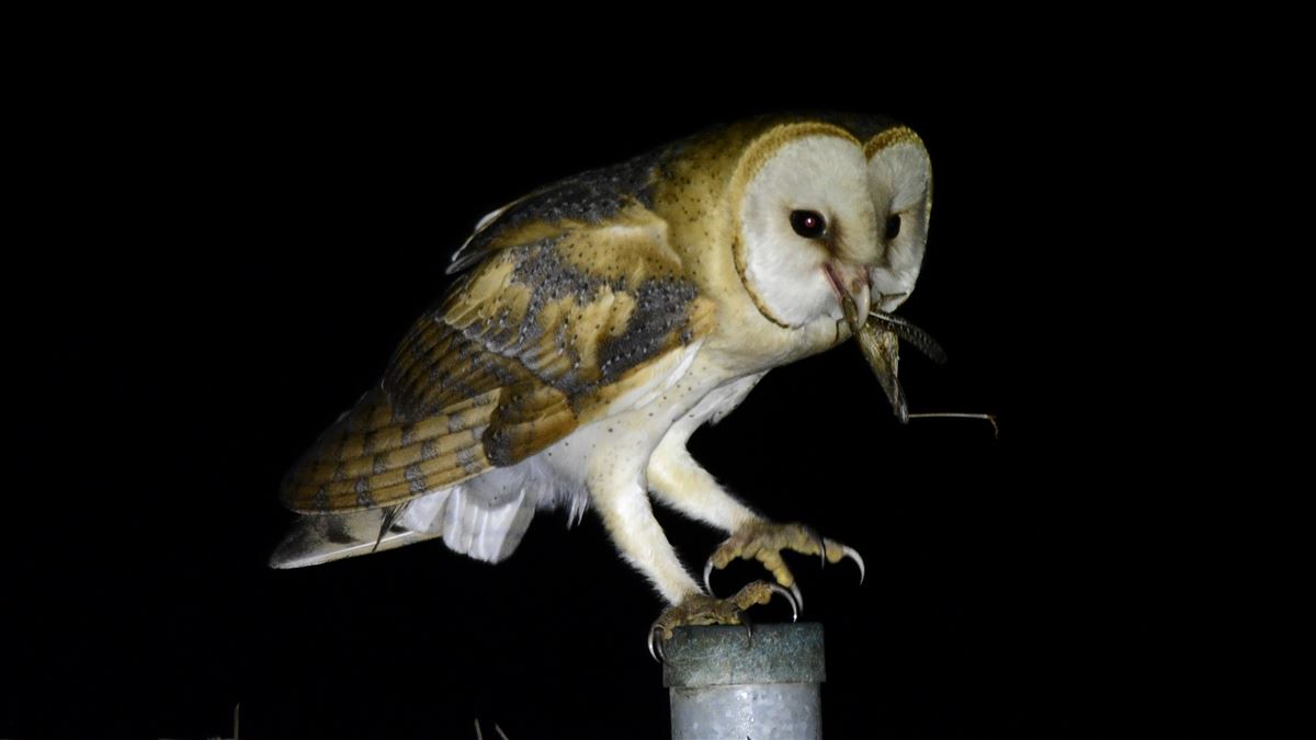 Western Barn Owl