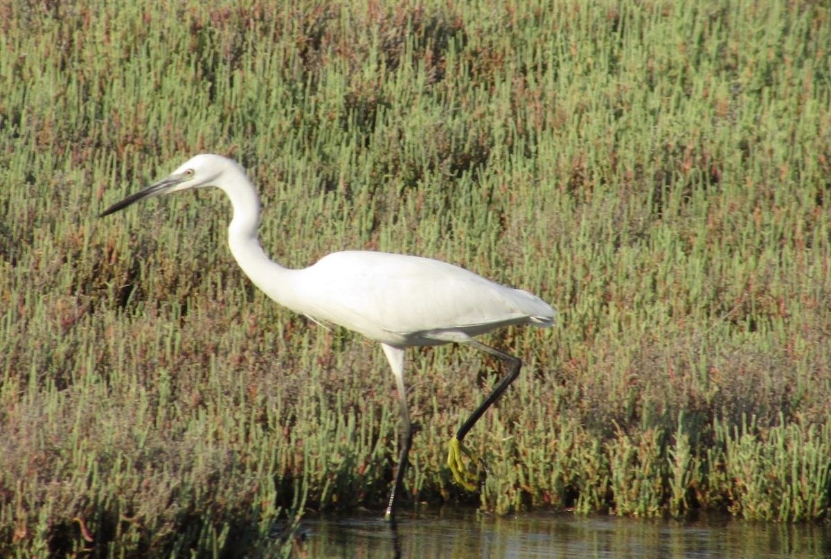 Little Egret