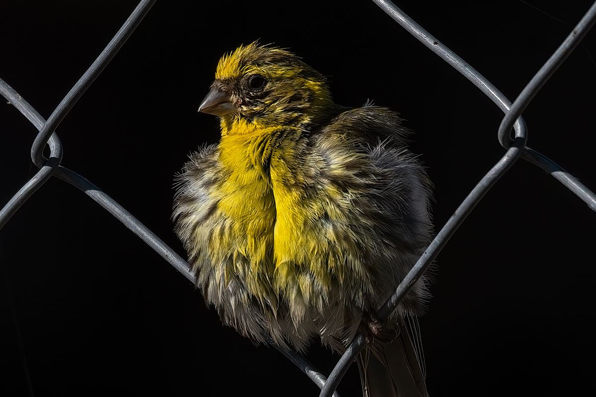 European Serin