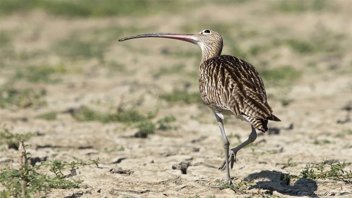 Eurasian Curlew