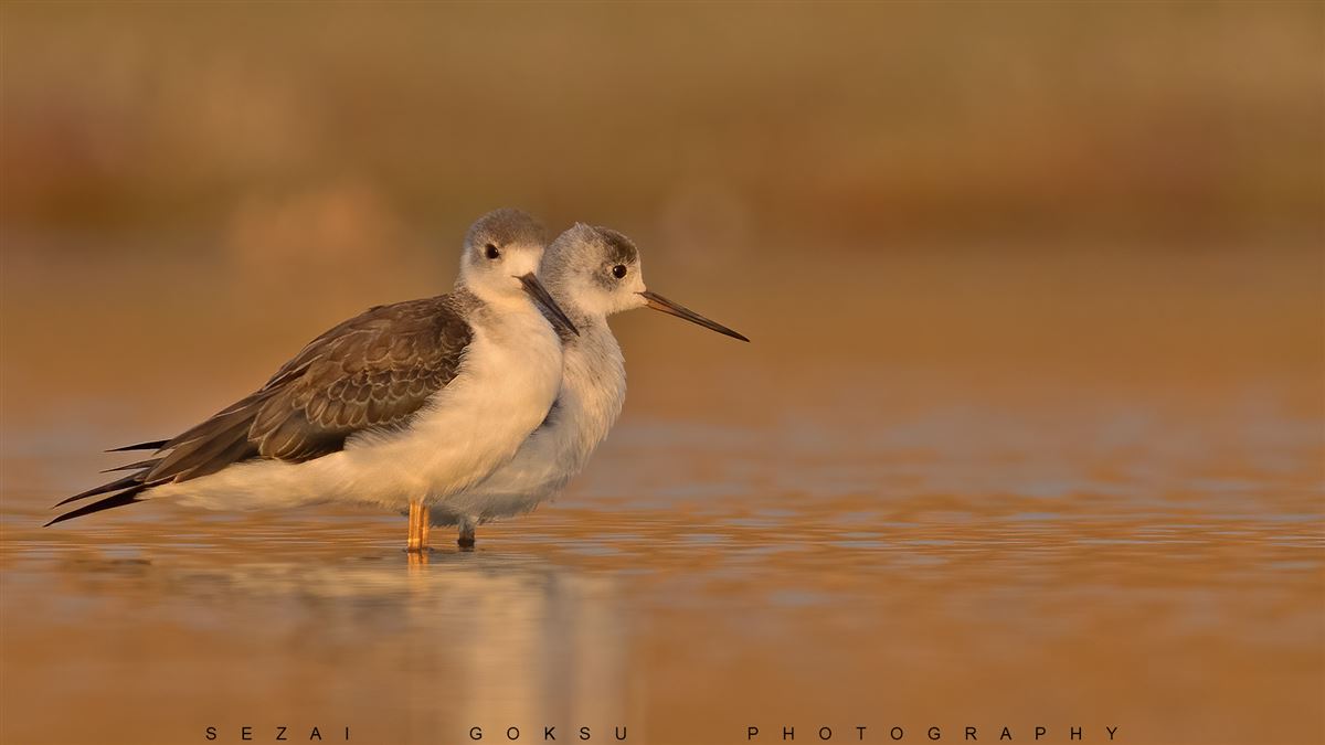 Black-winged Stilt