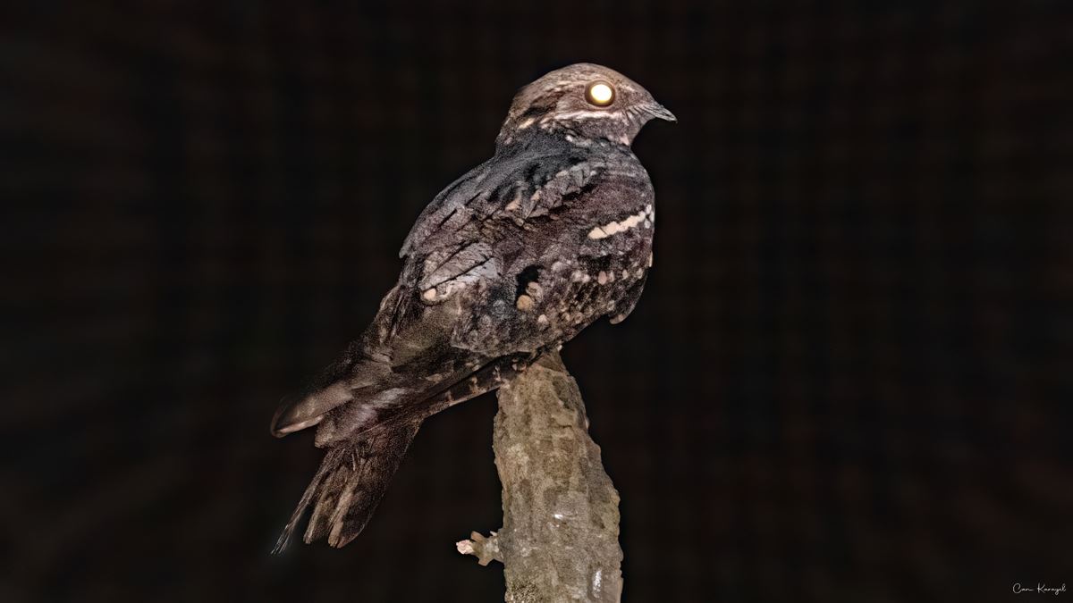 European Nightjar