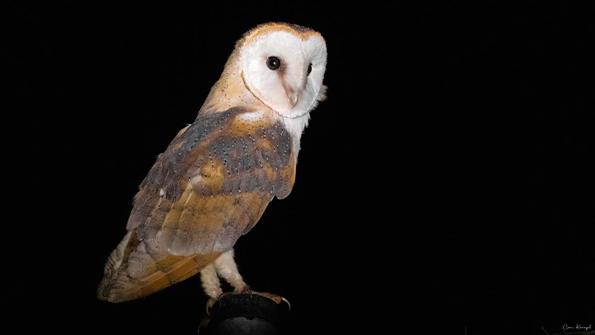 Western Barn Owl