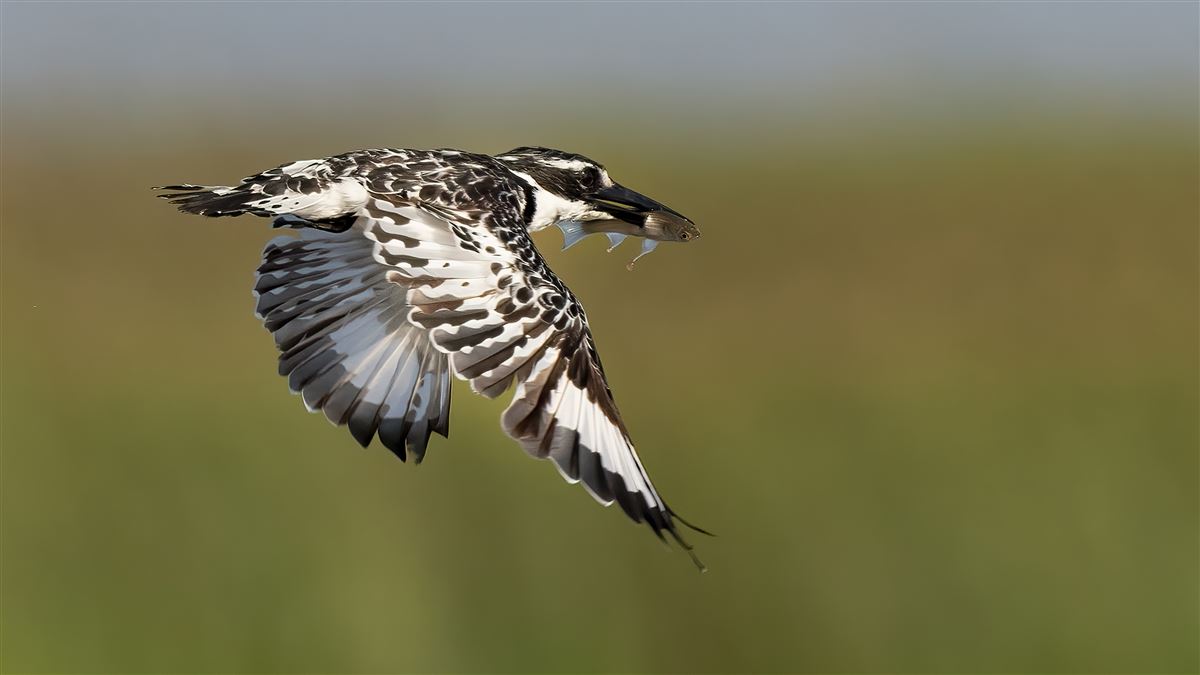 Pied Kingfisher