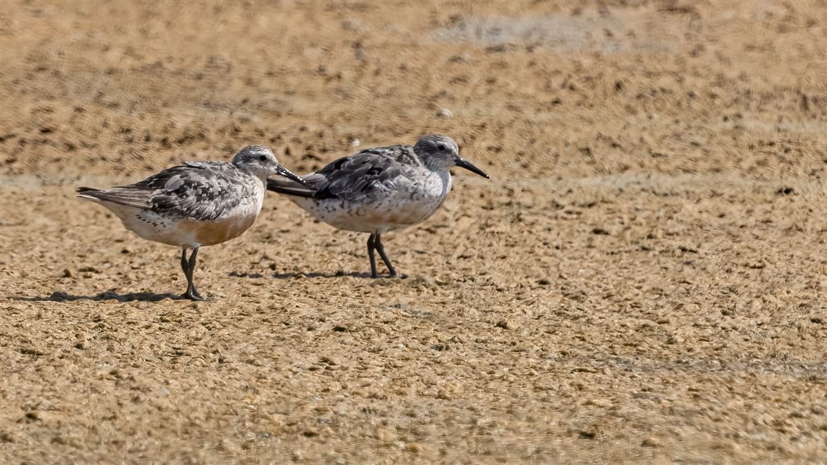 Red Knot