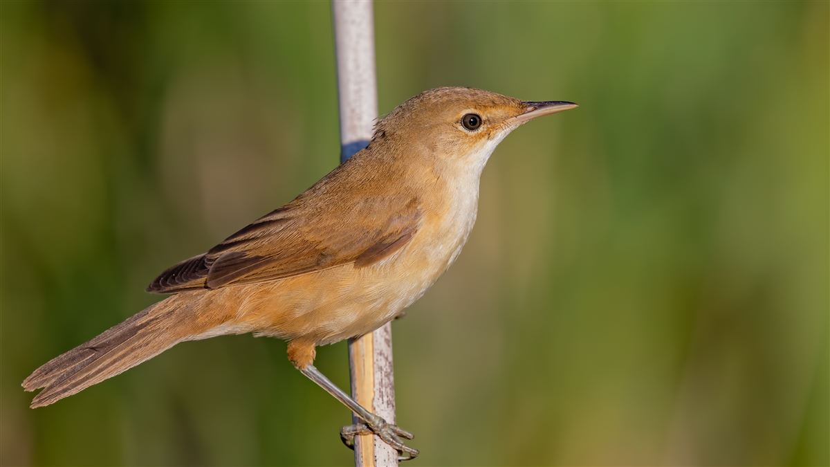 Common Reed Warbler