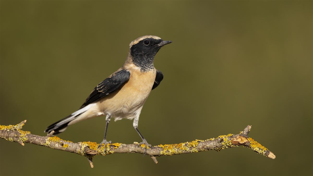 Black-eared Wheatear