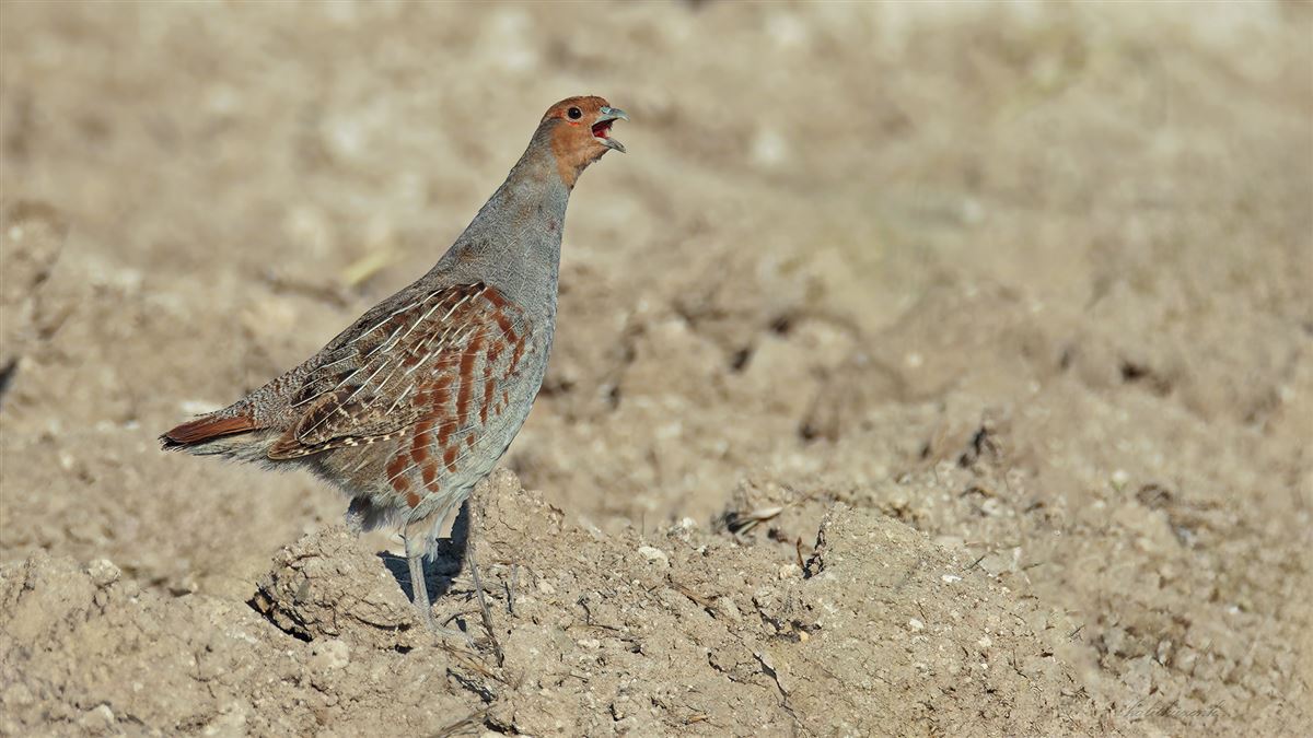 Grey Partridge