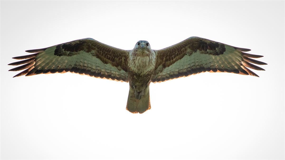 Long-legged Buzzard