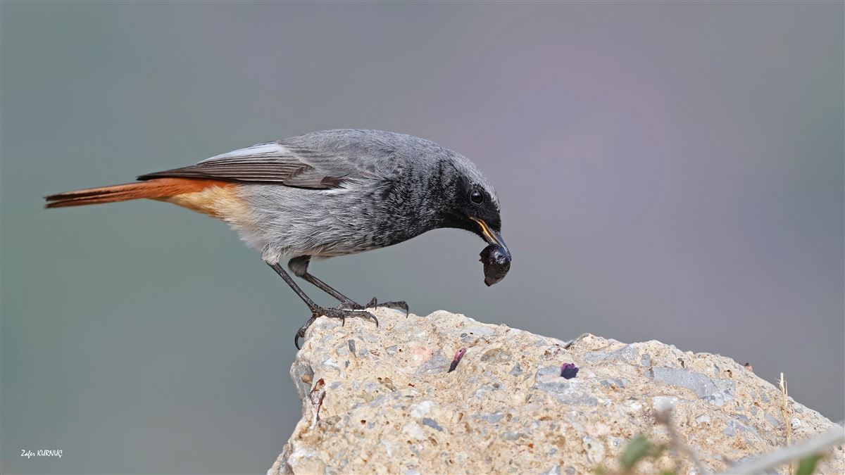 Black Redstart