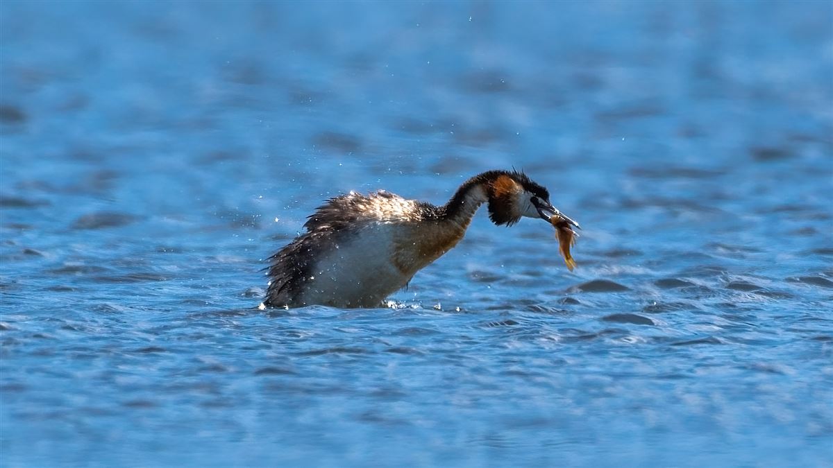Great Crested Grebe