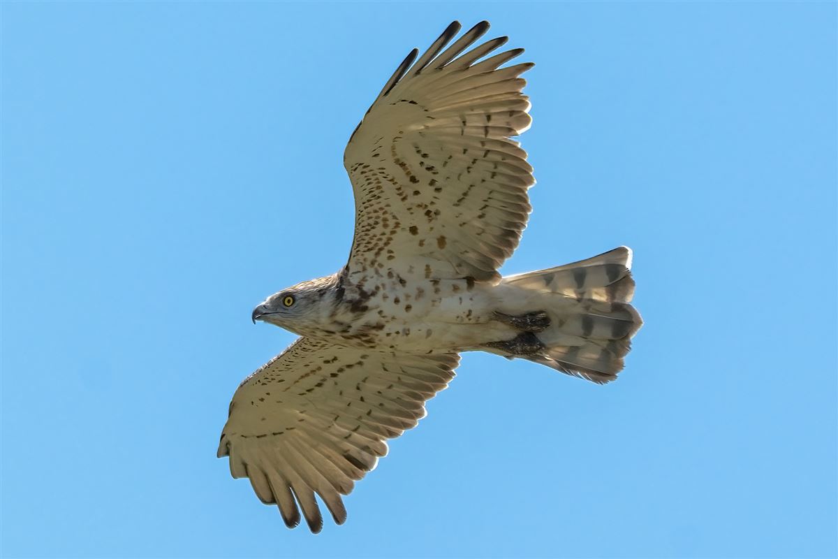 Short-toed Snake Eagle