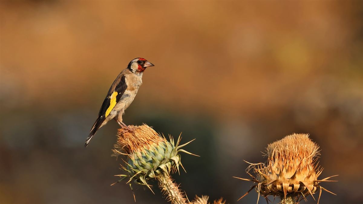 European Goldfinch