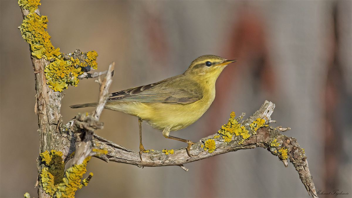 Willow Warbler