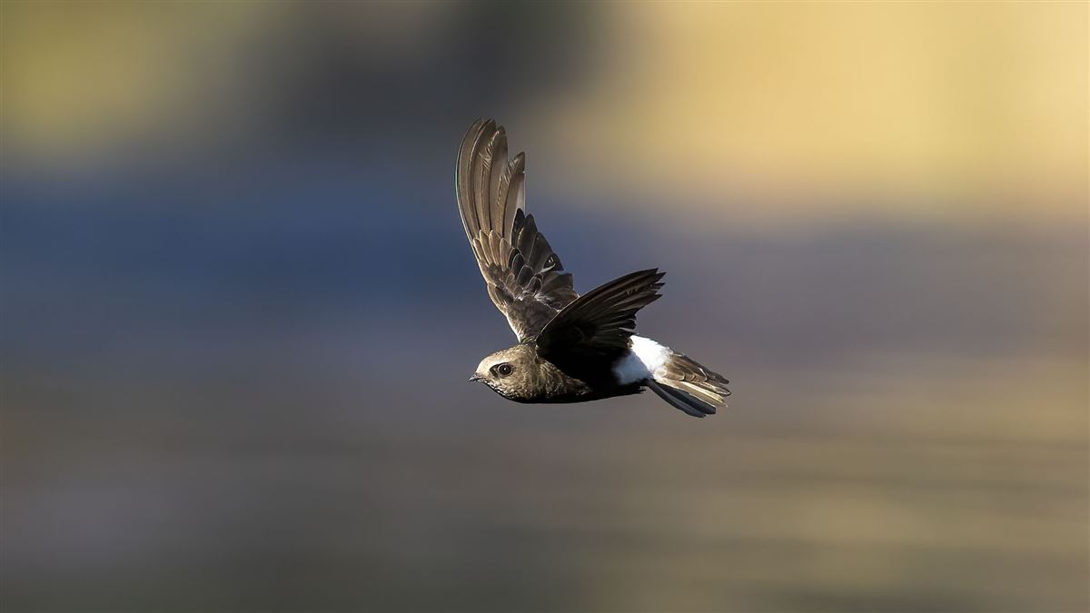 Little Swift