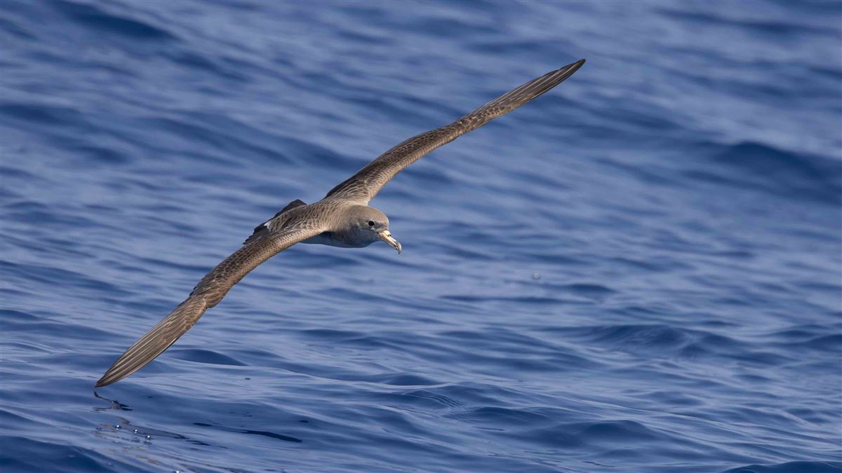 Scopoli`s Shearwater