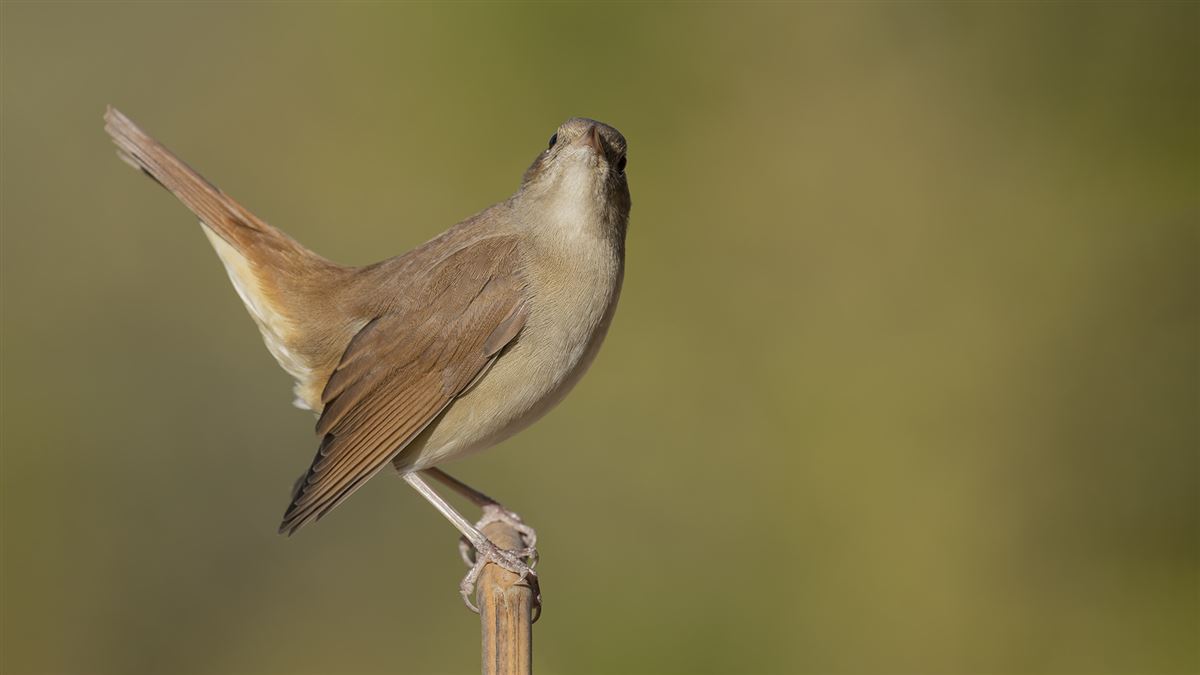 Common Nightingale