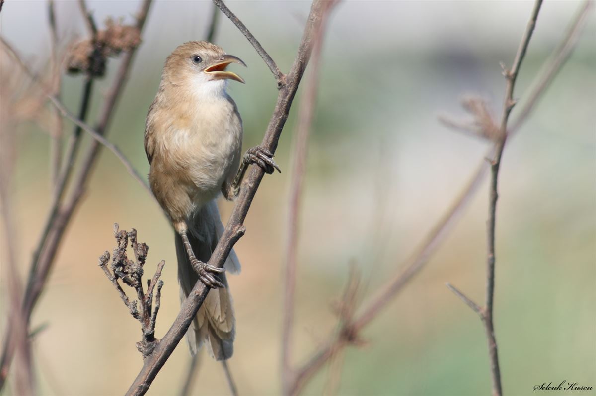 Iraq Babbler