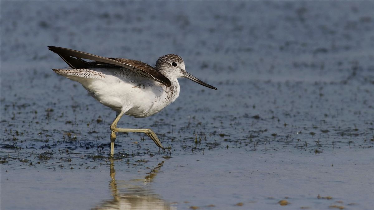 Common Greenshank