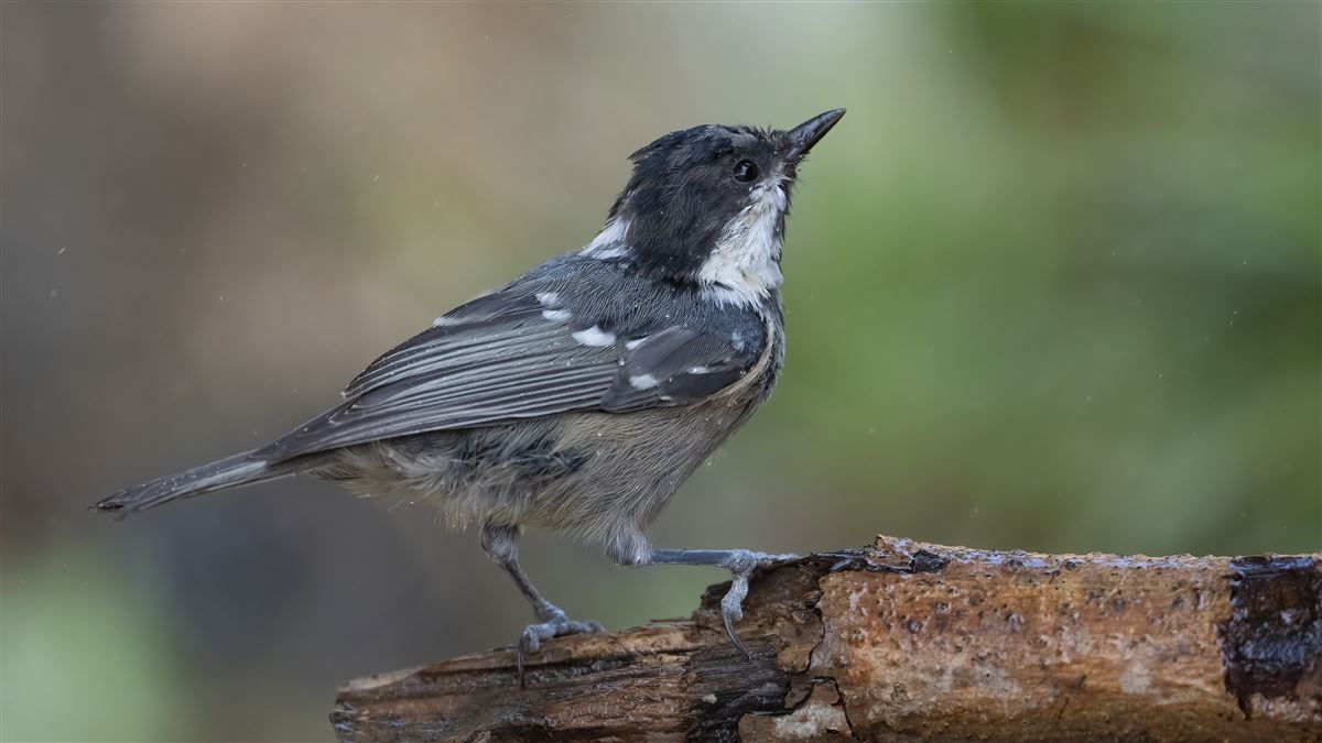 Coal Tit