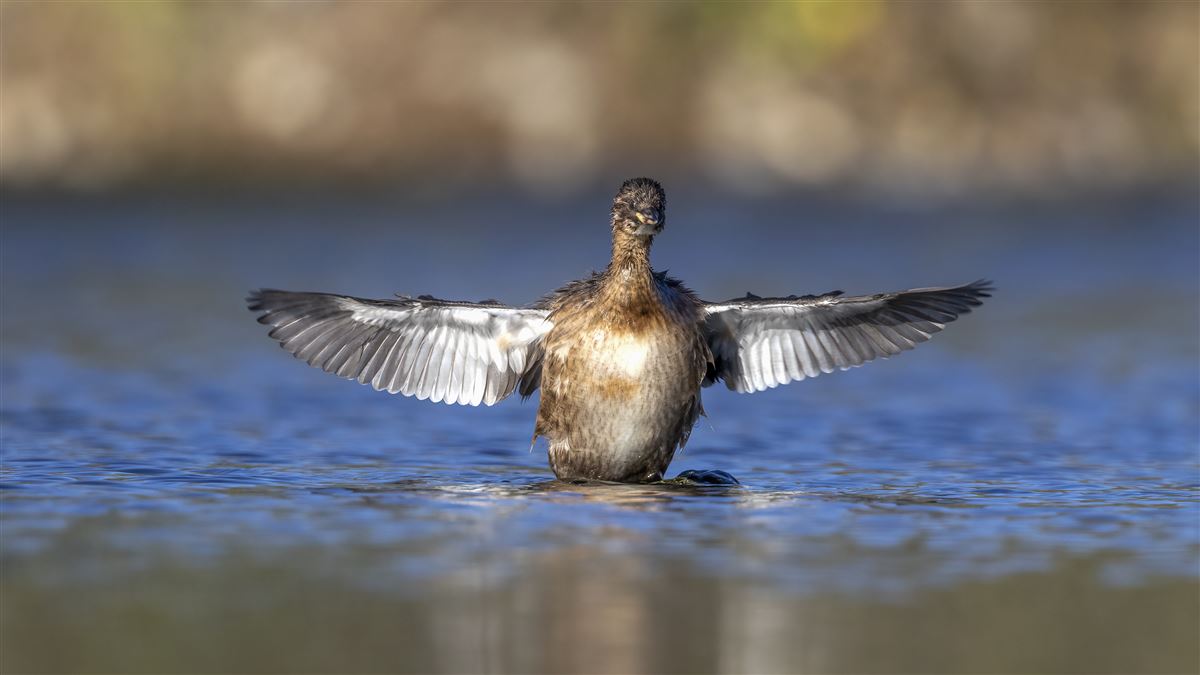 Little Grebe