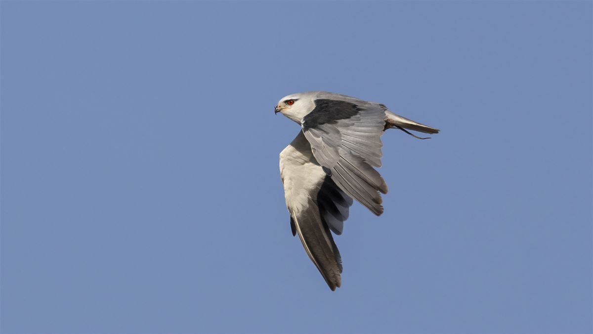 Black-winged Kite