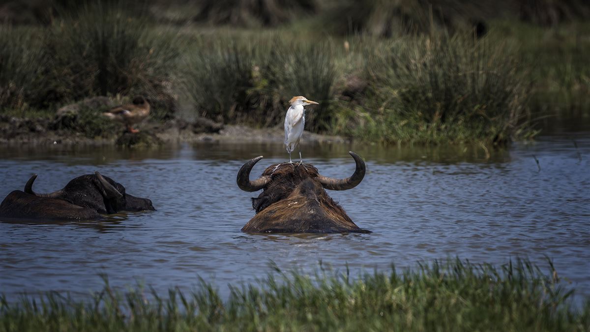 Western Cattle Egret