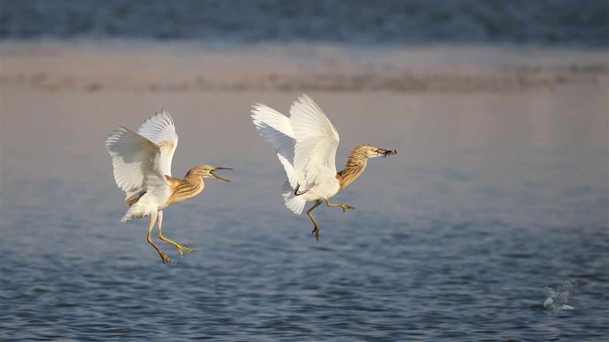 Squacco Heron