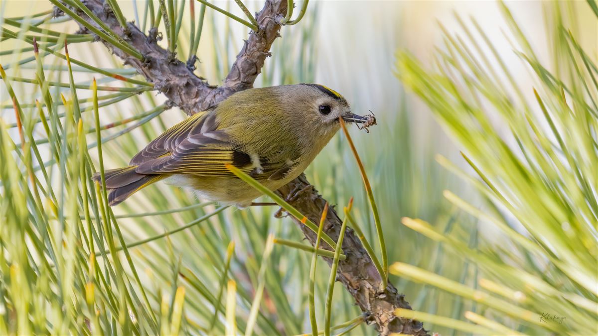 Goldcrest