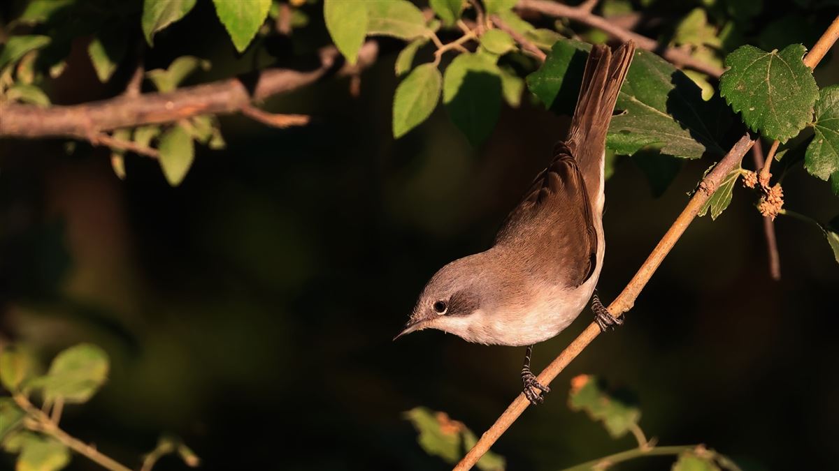 Lesser Whitethroat