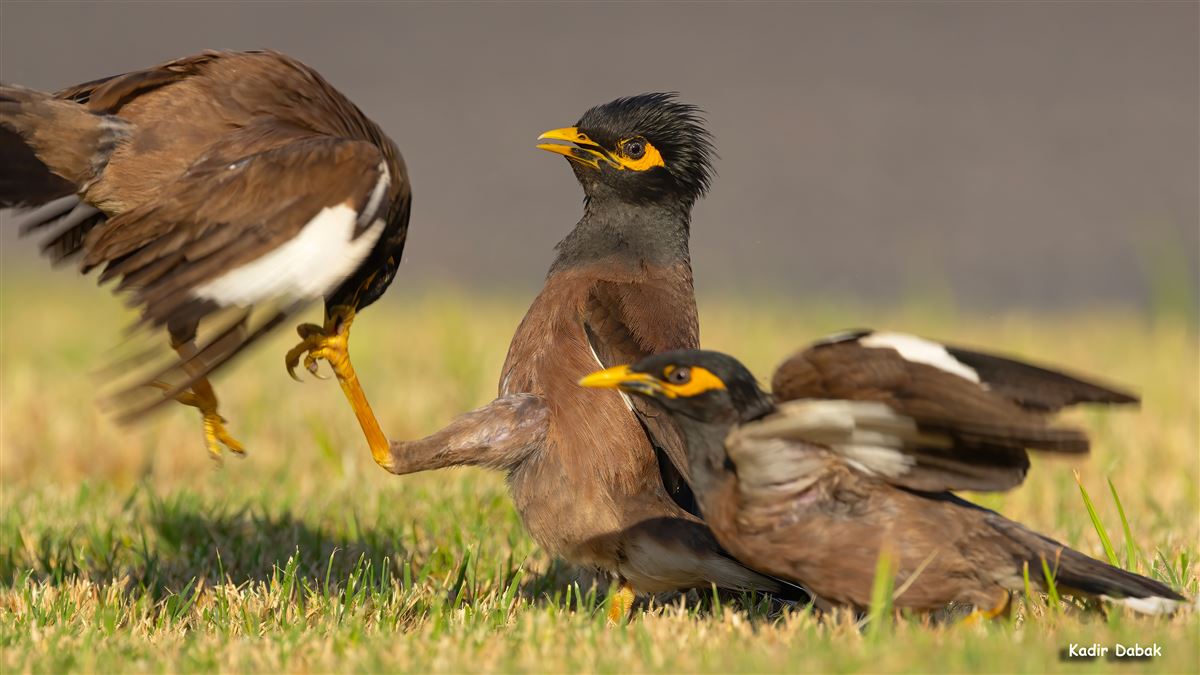 Common Myna