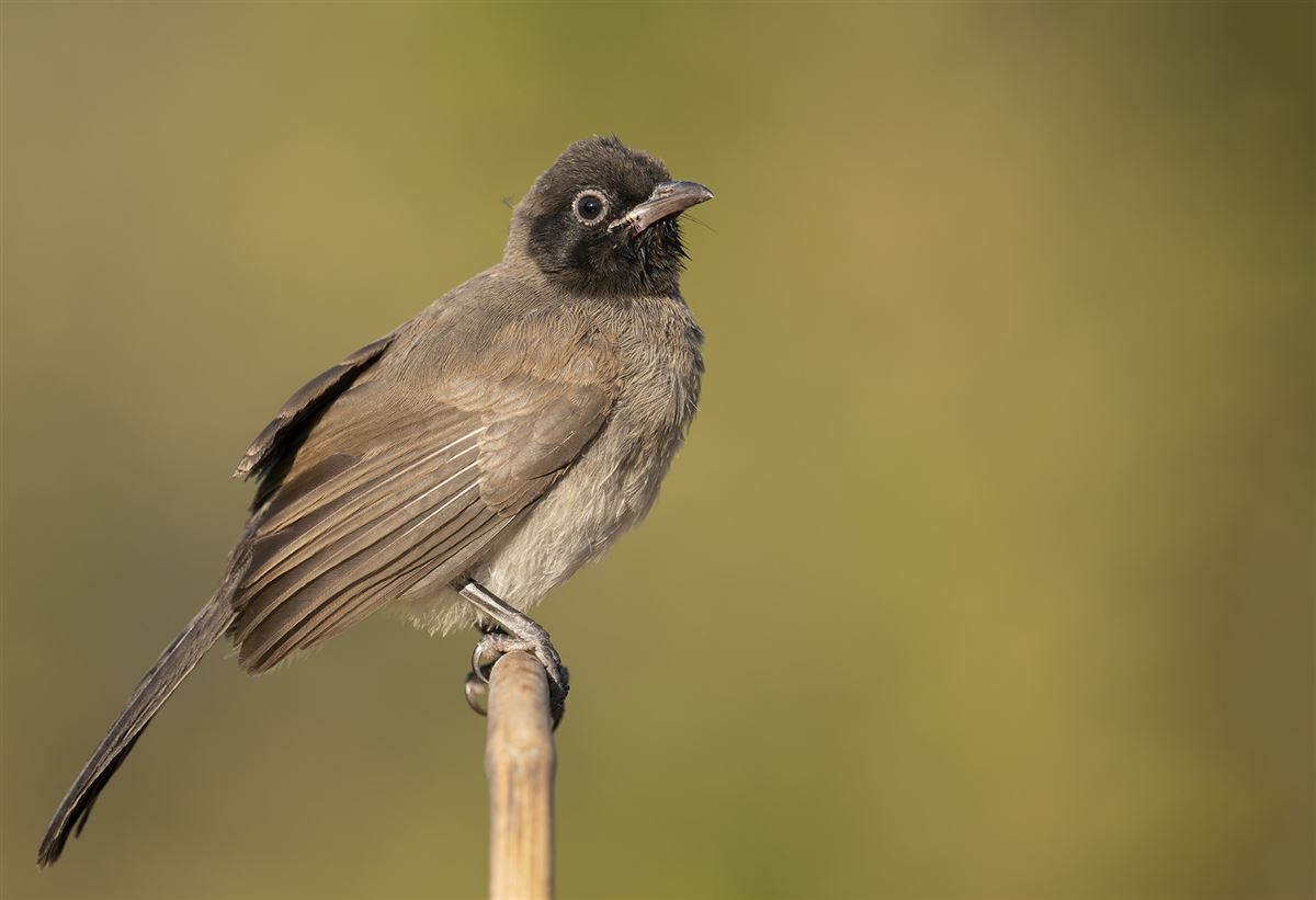 White-spectacled Bulbul