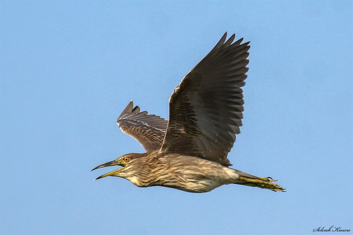 Black-crowned Night Heron