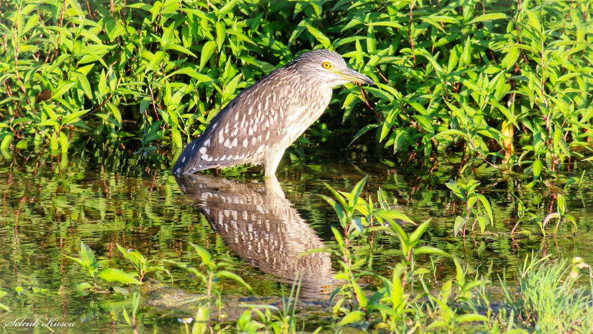 Black-crowned Night Heron