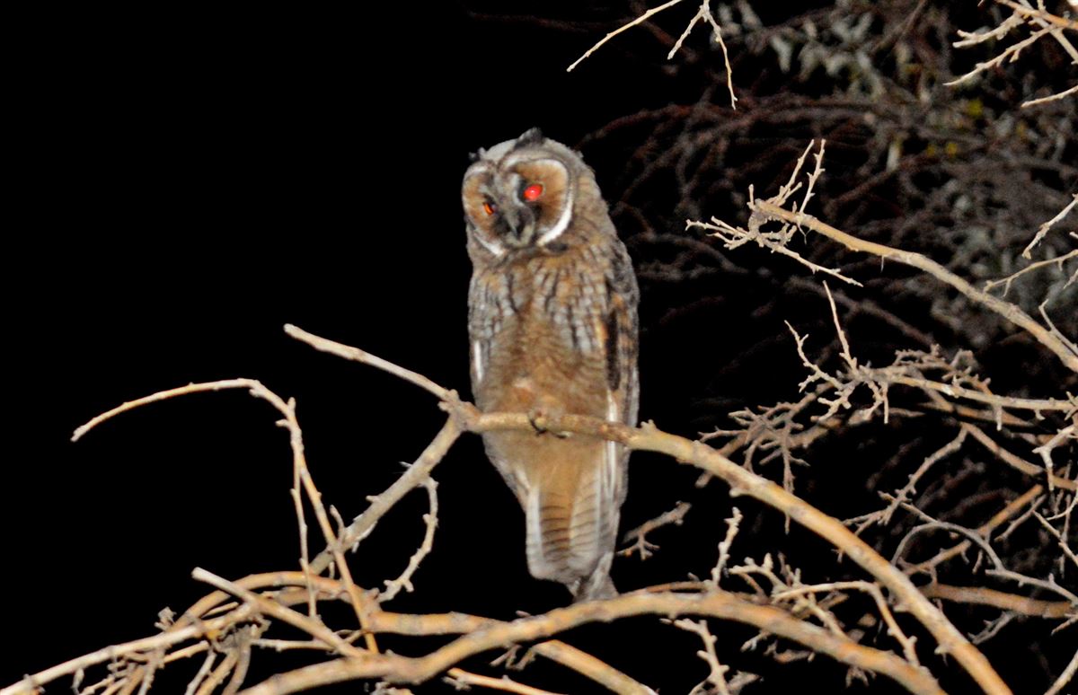 Long-eared Owl