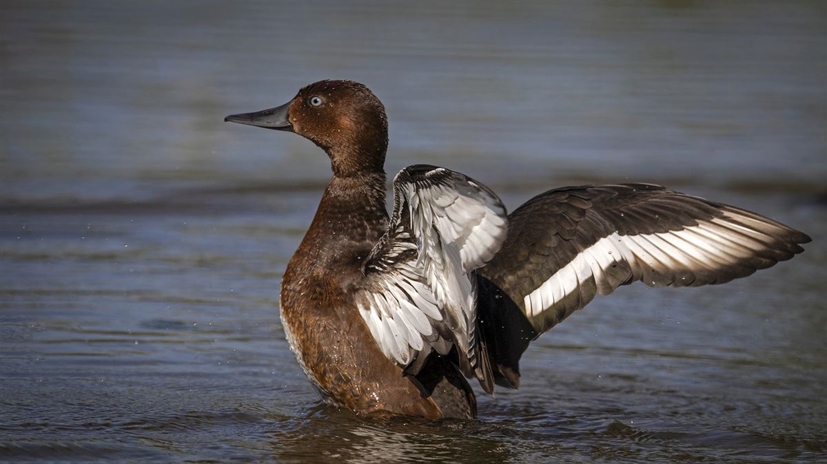Ferruginous Duck