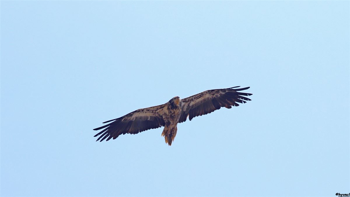 Egyptian Vulture