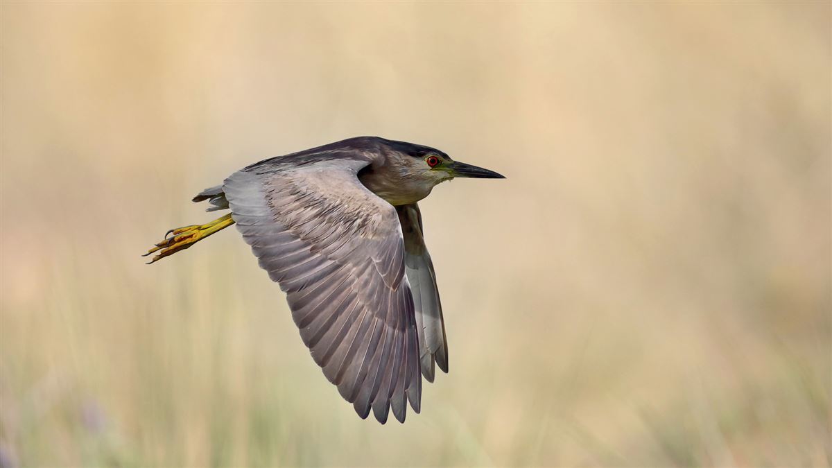 Black-crowned Night Heron