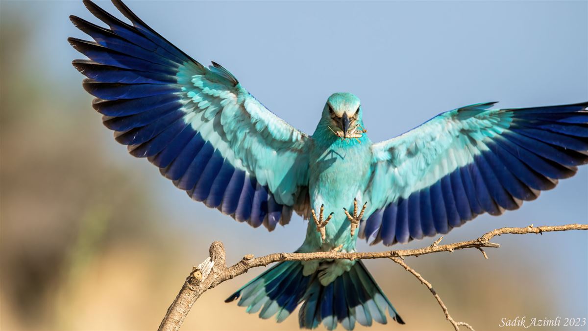 European Roller