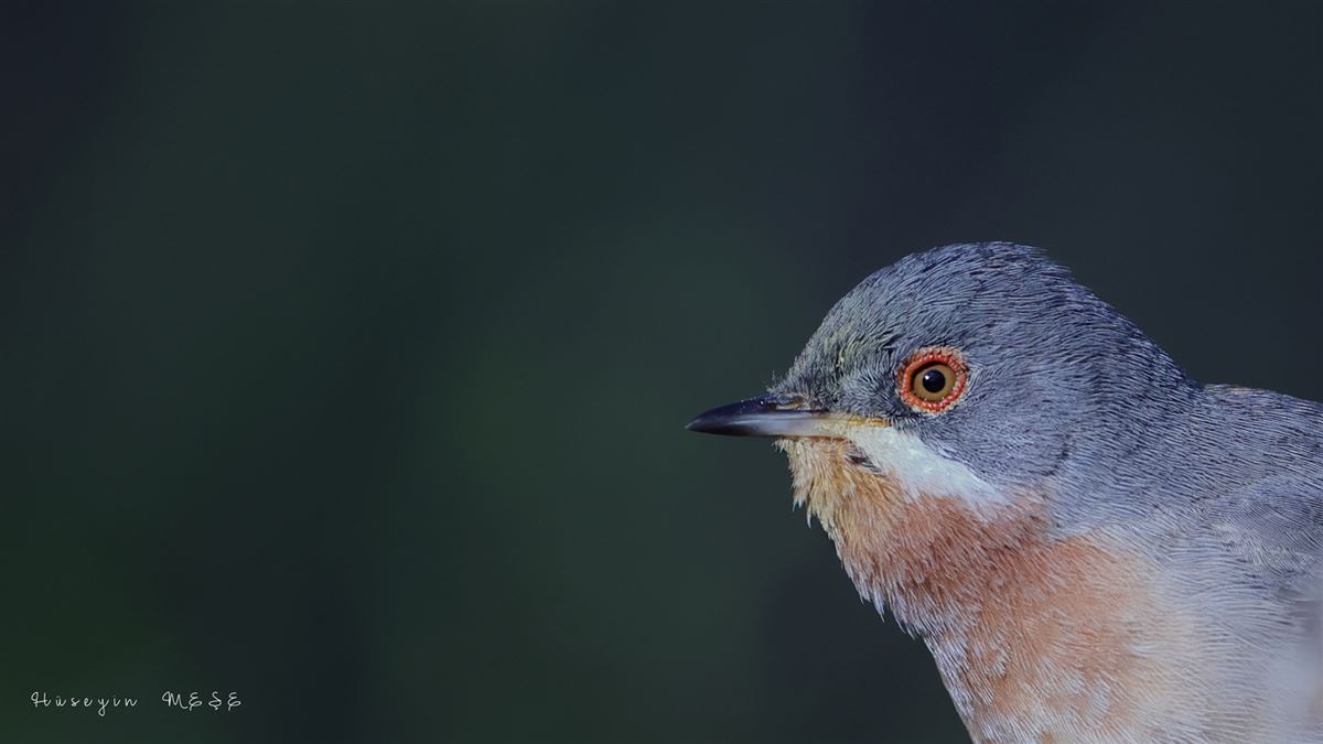 Subalpine Warbler