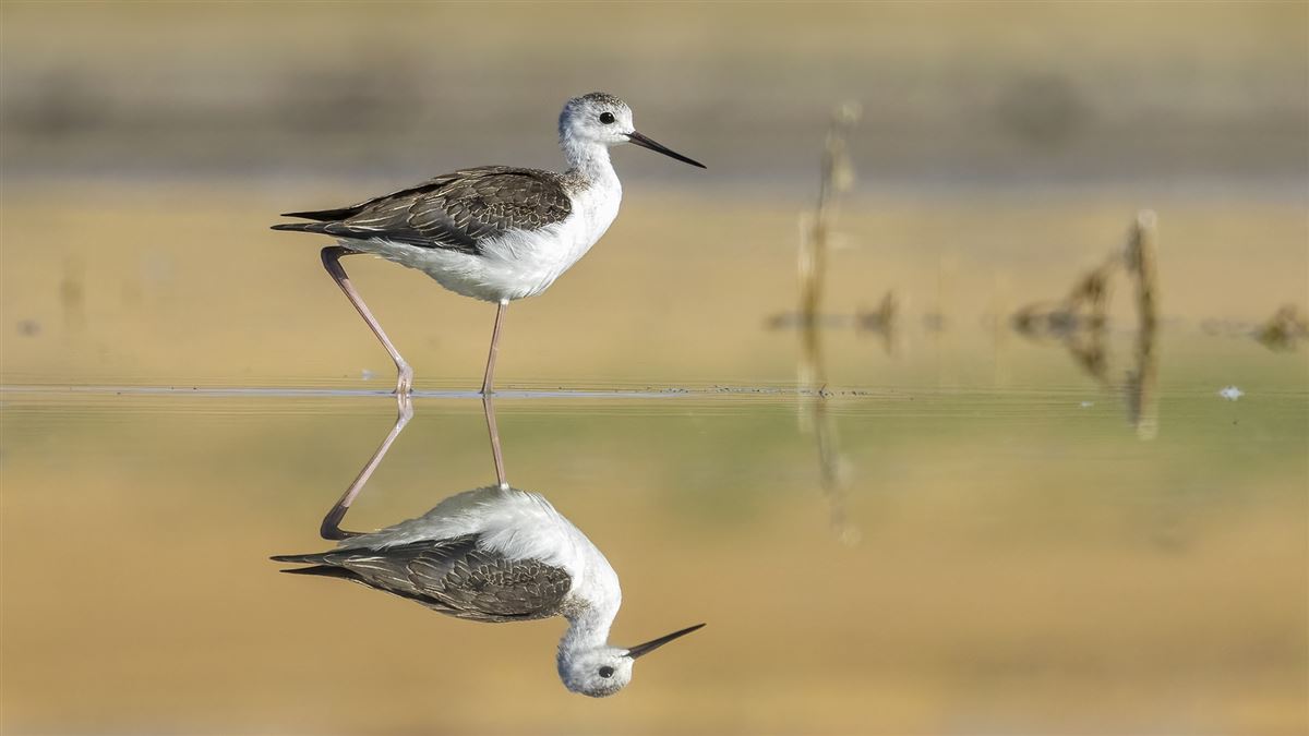 Black-winged Stilt