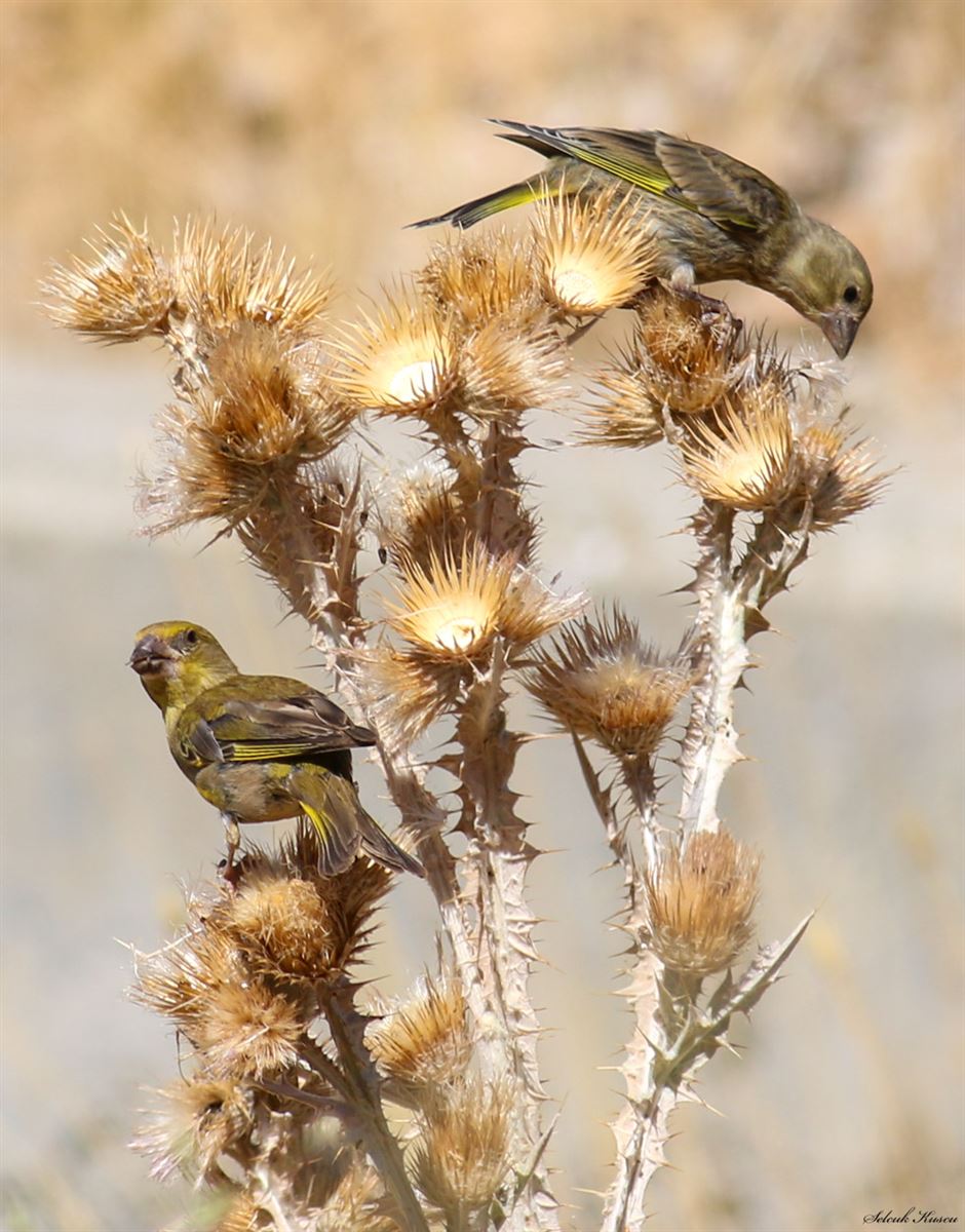 European Greenfinch